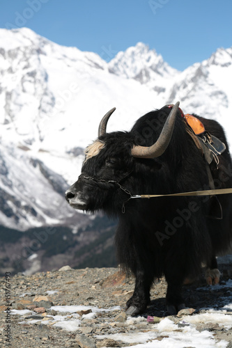 Obraz na płótnie Portrait Of caucasian Yak With Mountain In Background w salonie
