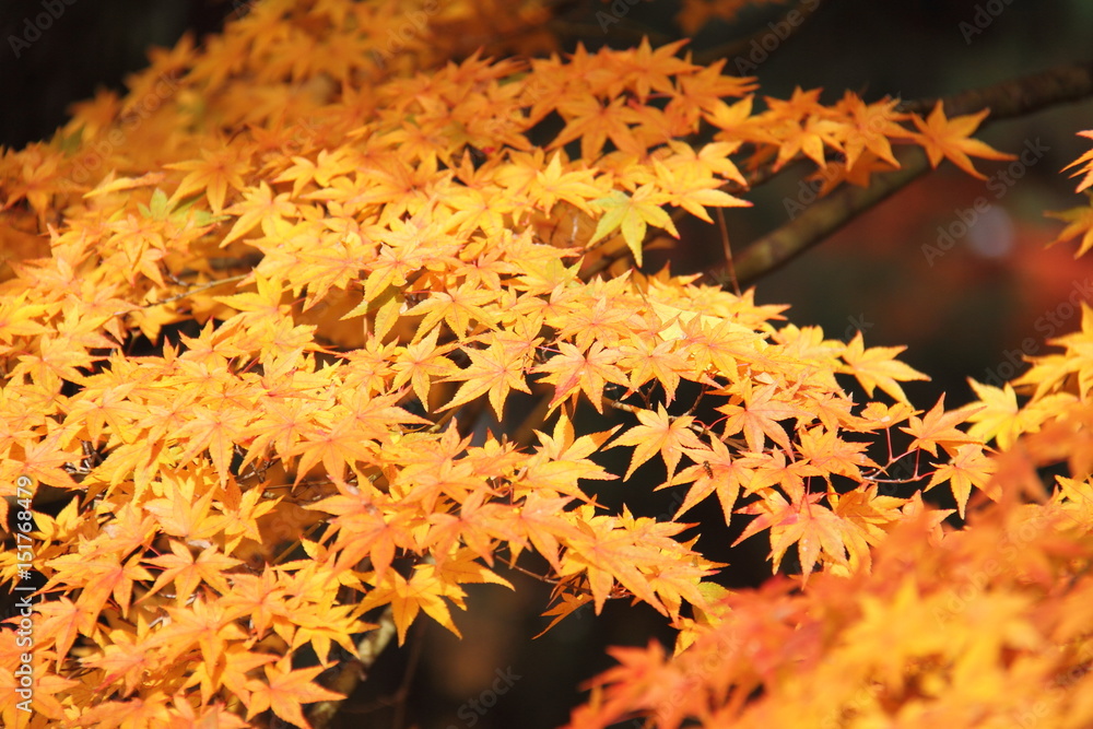 Yellow autumn leaves at Kyoto Gosho ( Kyoto Imperial Palace ) in Kyoto, Japan Yellow autumn leaves at Kyoto Gosho ( Kyoto Imperial Palace ) in Kyoto, Japan