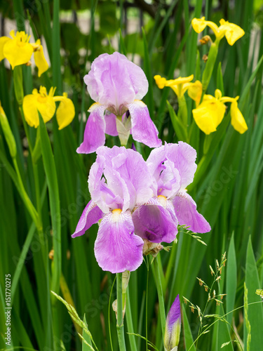 Fototapeta Naklejka Na Ścianę i Meble -  Violet and yellow iris flowers, on a rainy day
