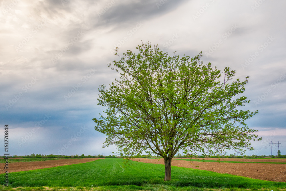 Naklejka premium Lonely tree on a field