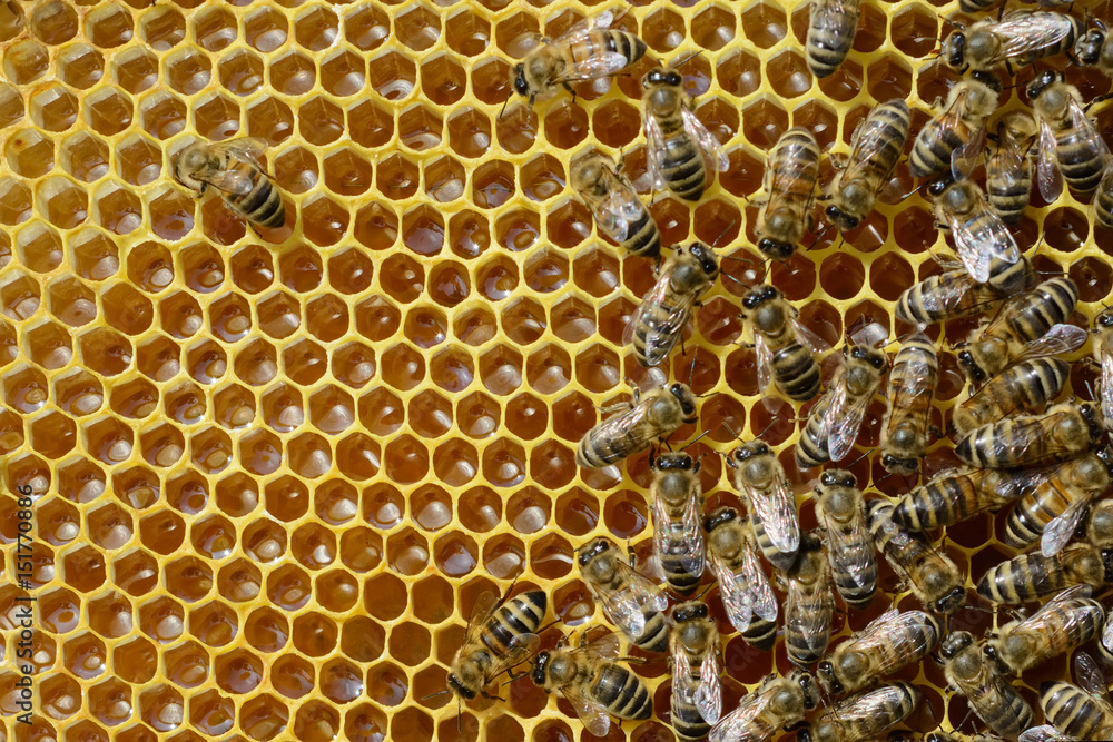 Bees on honeycomb processed fresh nectar into honey. Apiculture. Bees on honeycomb processed fresh nectar into honey. Apiculture.