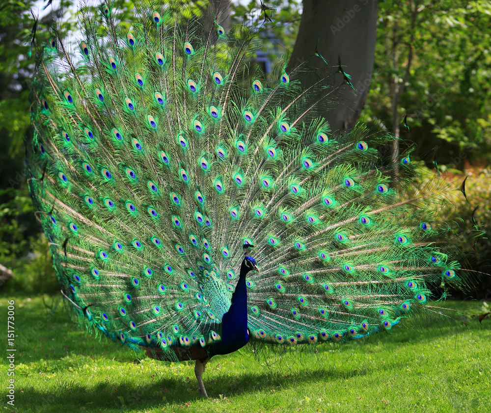 Naklejka premium Colorful peacock with huge open tail