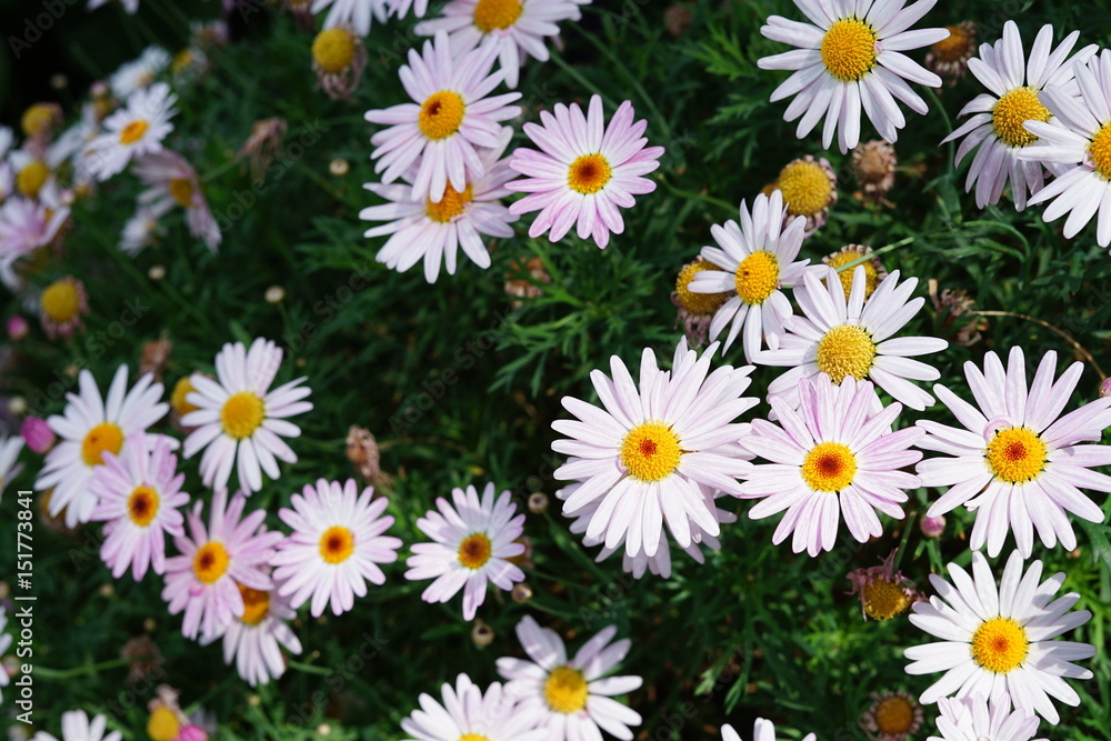 camomile, chamomile, daisy, chrysanthemum camomile, chamomile, daisy, chrysanthemum