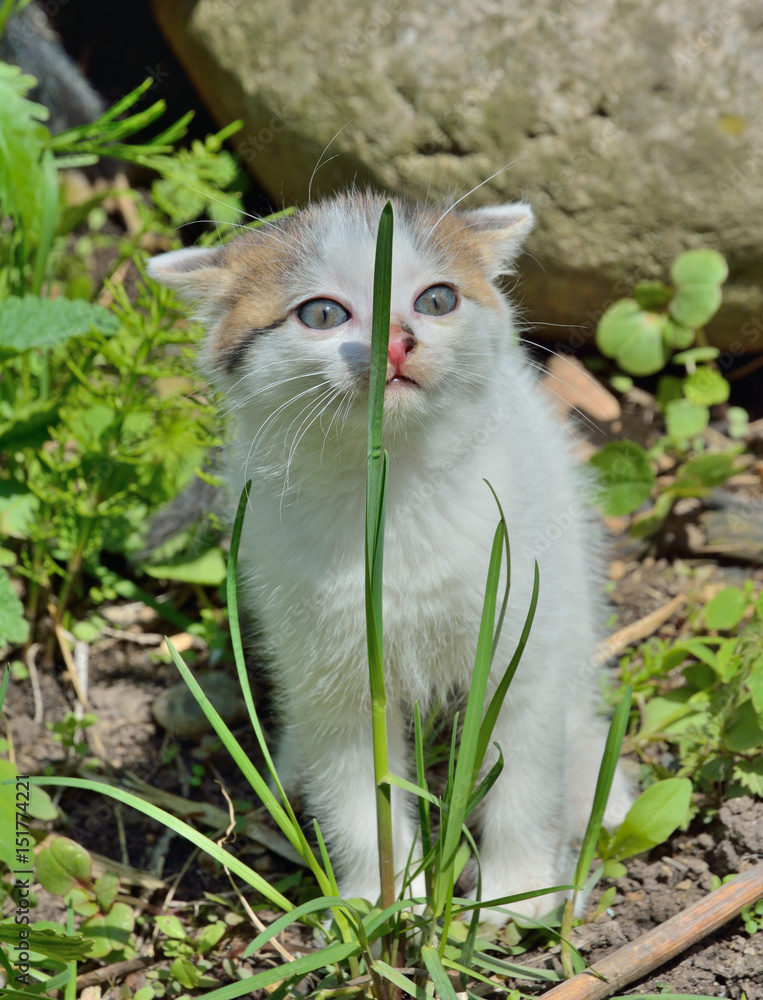 Obraz premium Small kitten 1