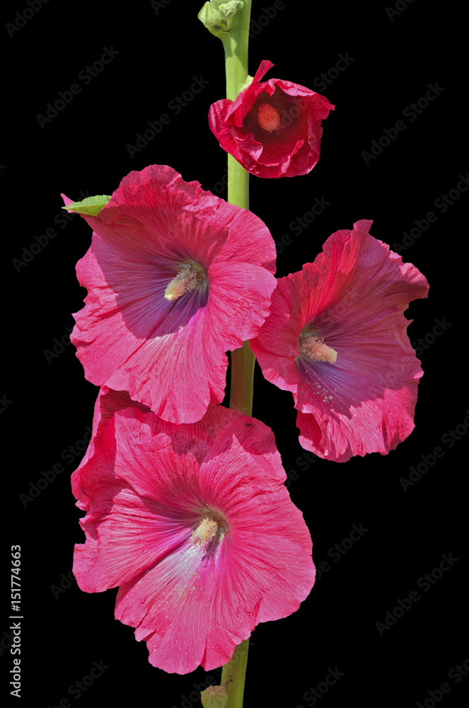 Fototapeta premium Flowers of mallow 3