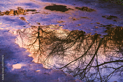 Reflection of tree in puddle at sunset