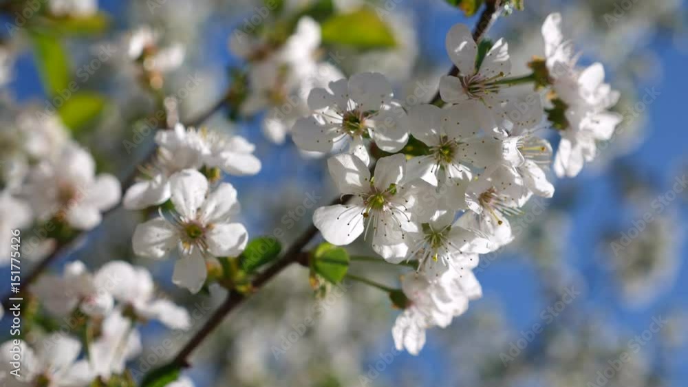 Blooming cherry blossoms in spring. Close-up in motion. Blooming cherry blossoms in spring. Close-up in motion.