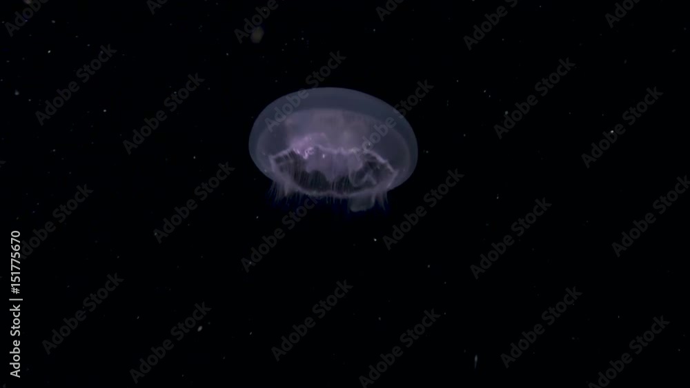 A jellyfish at night in the Red Sea.
A jellyfish at night in the Red Sea.