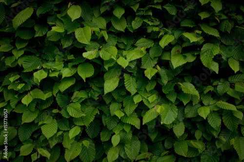 Wallpaper Mural Blätter an einer Hecke als Hintergrund in saftigem leuchtendem Grün Torontodigital.ca