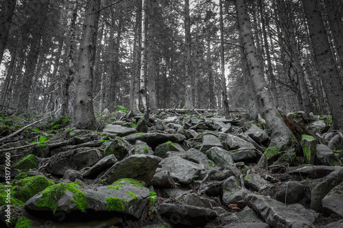 Dark forest on rocky hill with moss