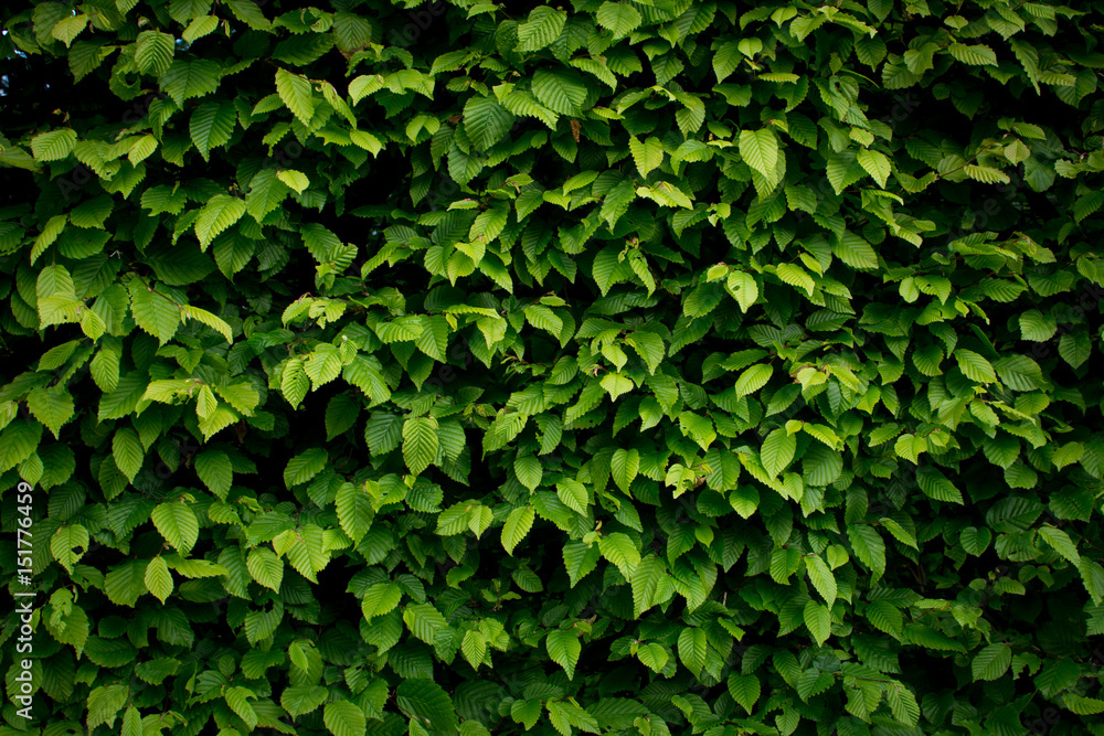 custom made wallpaper toronto digitalBlätter an einer Hecke als Hintergrund in saftigem leuchtendem Grün