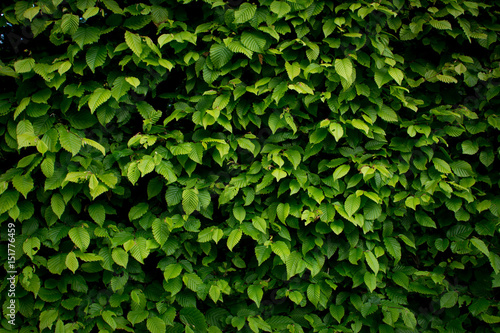 Wallpaper Mural Blätter an einer Hecke als Hintergrund in saftigem leuchtendem Grün Torontodigital.ca