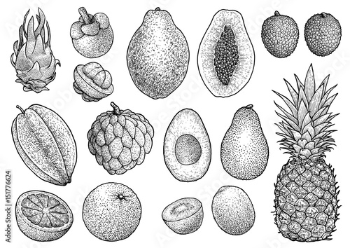 Exotic fruit cllection illustration, drawing, engraving, ink, line art, vector
