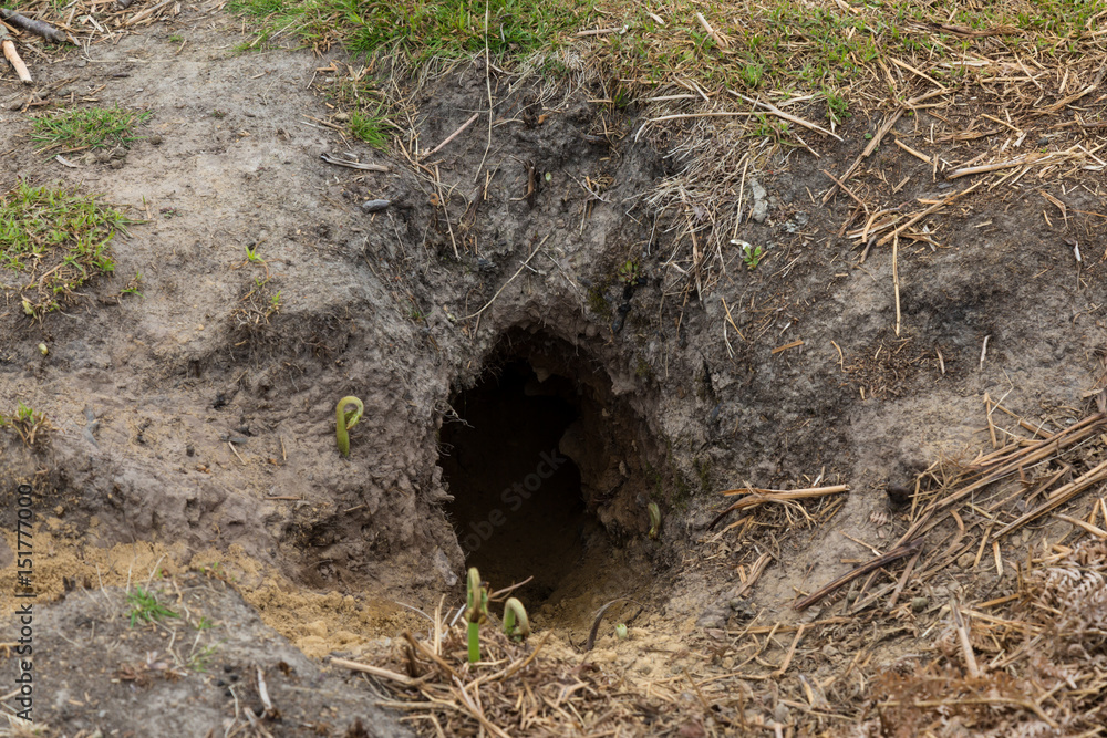 Fototapeta premium A Rabbit Hole