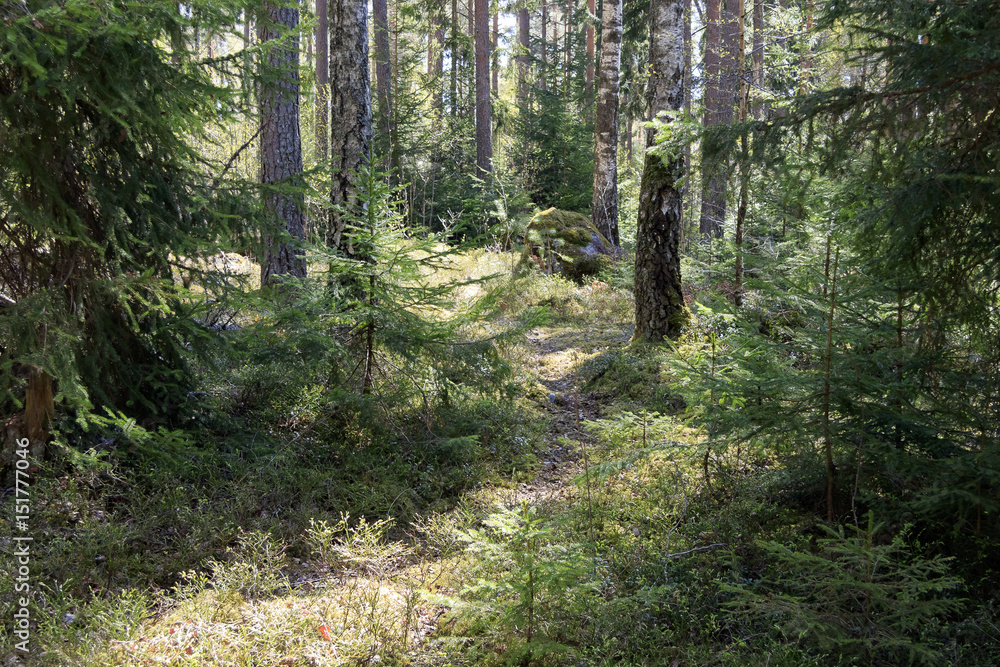 Obraz premium path in the forest