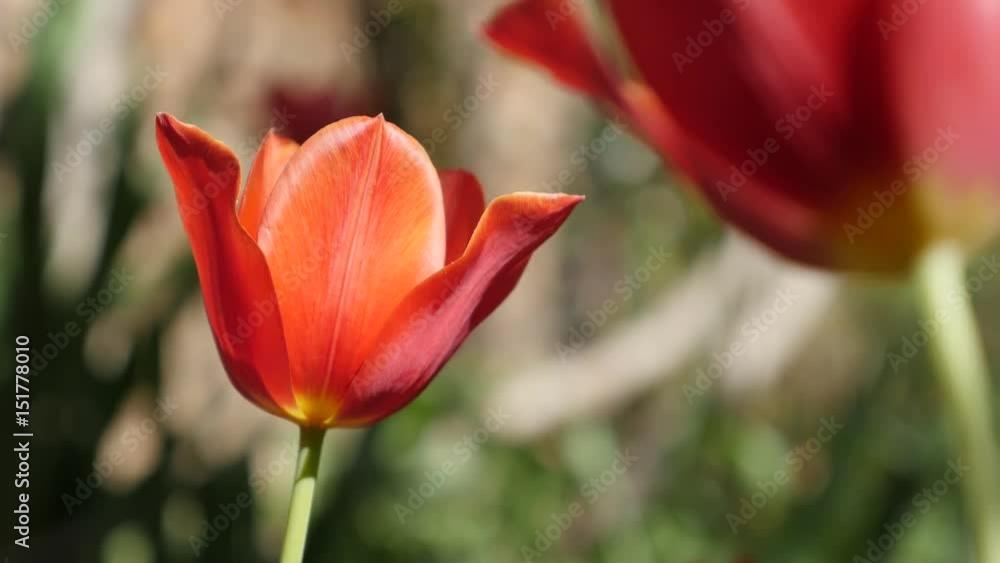 Close-up of flower Tulipa gesneriana in the garden 4K 2160 30fps UltraHD footage - Lily Didier tulip plant bulb shallow DOF 3840X2160 UHD video Close-up of flower Tulipa gesneriana in the garden 4K 2160 30fps UltraHD footage - Lily Didier tulip plant bulb shallow DOF 3840X2160 UHD video