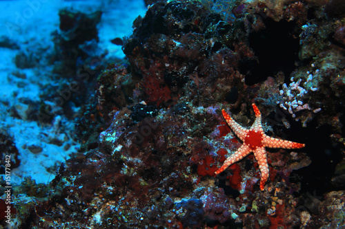 Noduled sea star