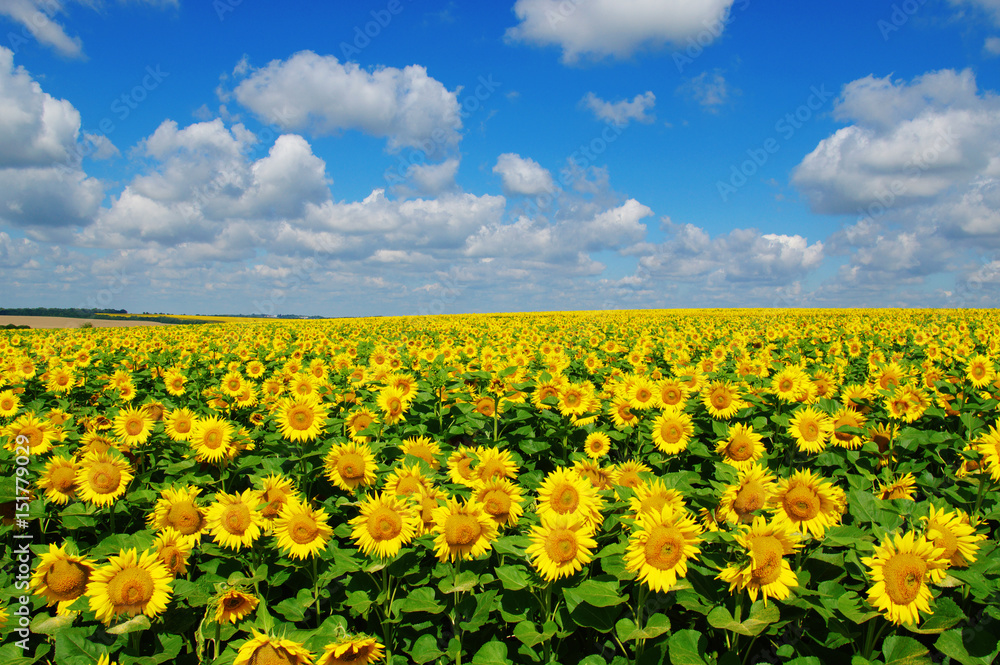 Fototapeta premium field of blooming sunflowers