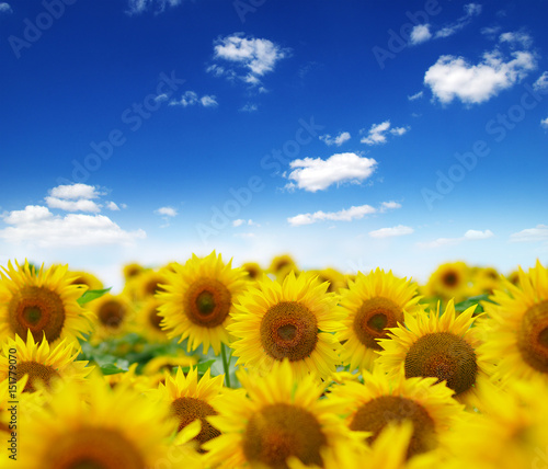 field of blooming sunflowers