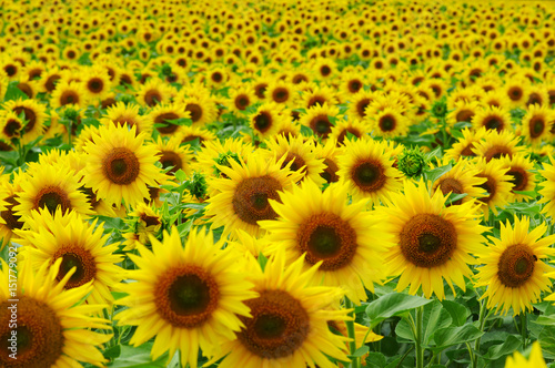 Fototapeta Naklejka Na Ścianę i Meble -  close-up of sunflower