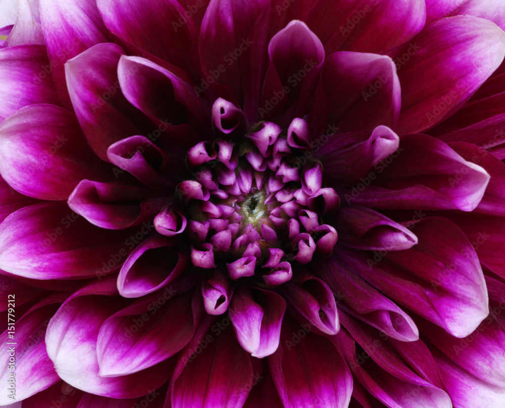 flower and beautiful petals flower and beautiful petals