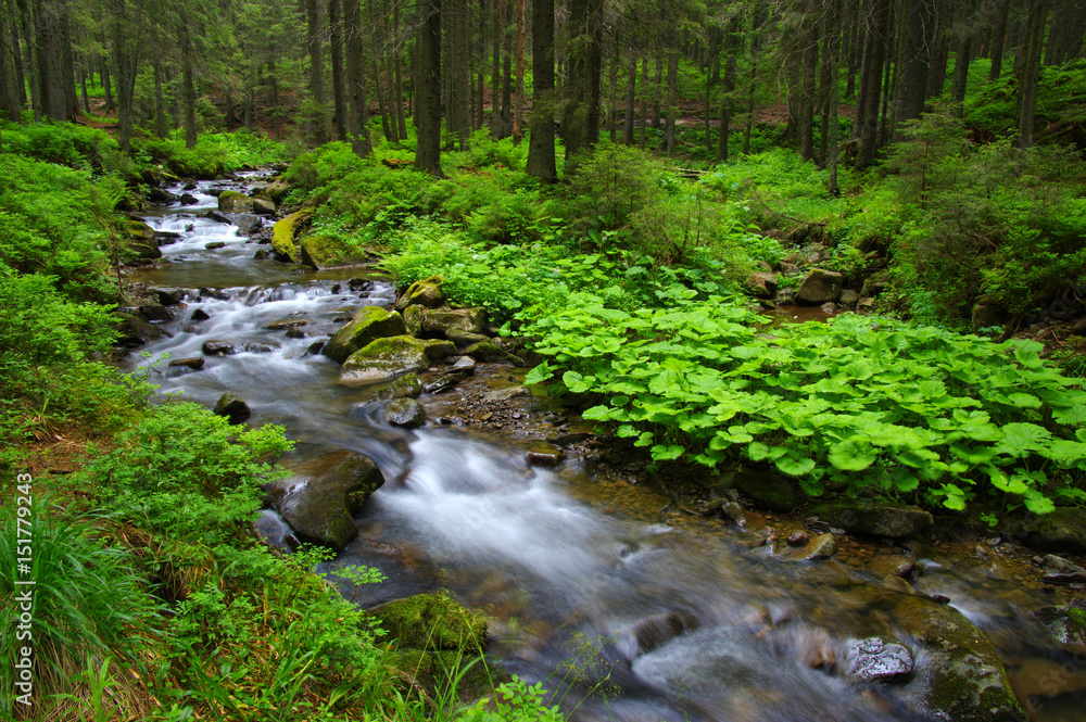 Creek in the woods Creek in the woods