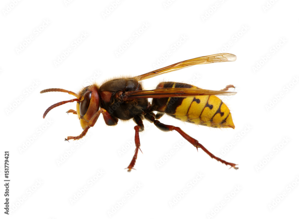 hornet isolated on white hornet isolated on white