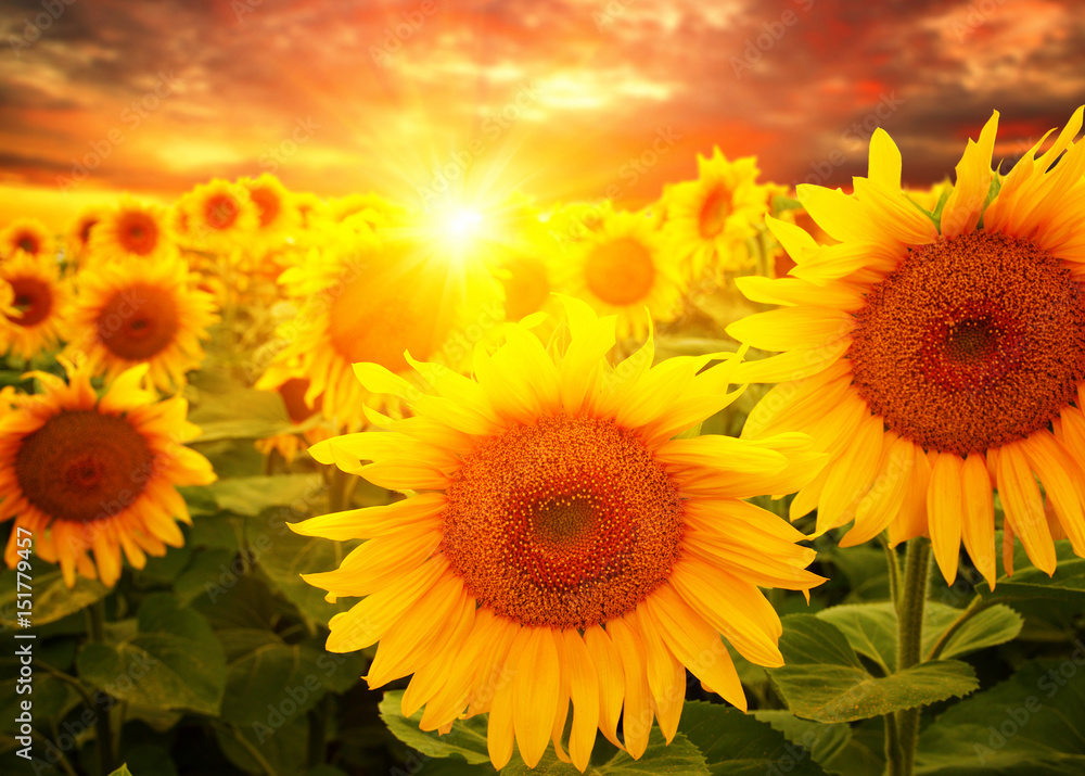 Obraz premium sunflowers and sun