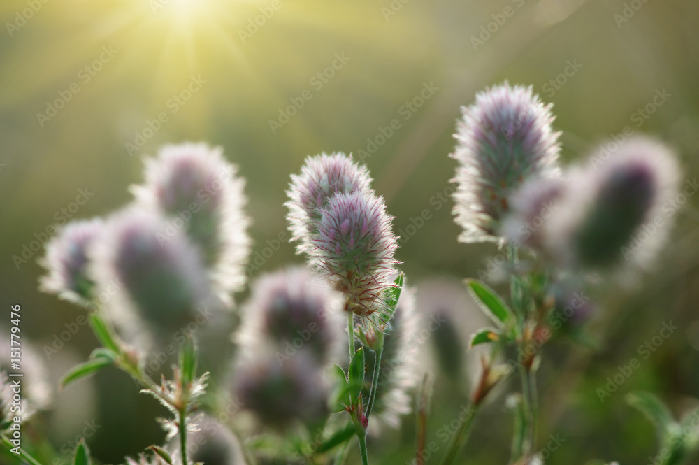 Obraz premium field of spring flowers