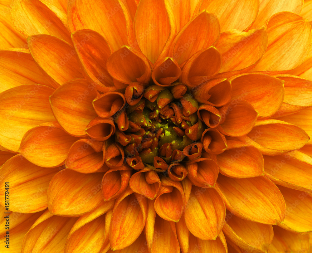 flower and beautiful petals flower and beautiful petals
