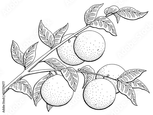 Orange fruit graphic branch black white isolated sketch illustration vector