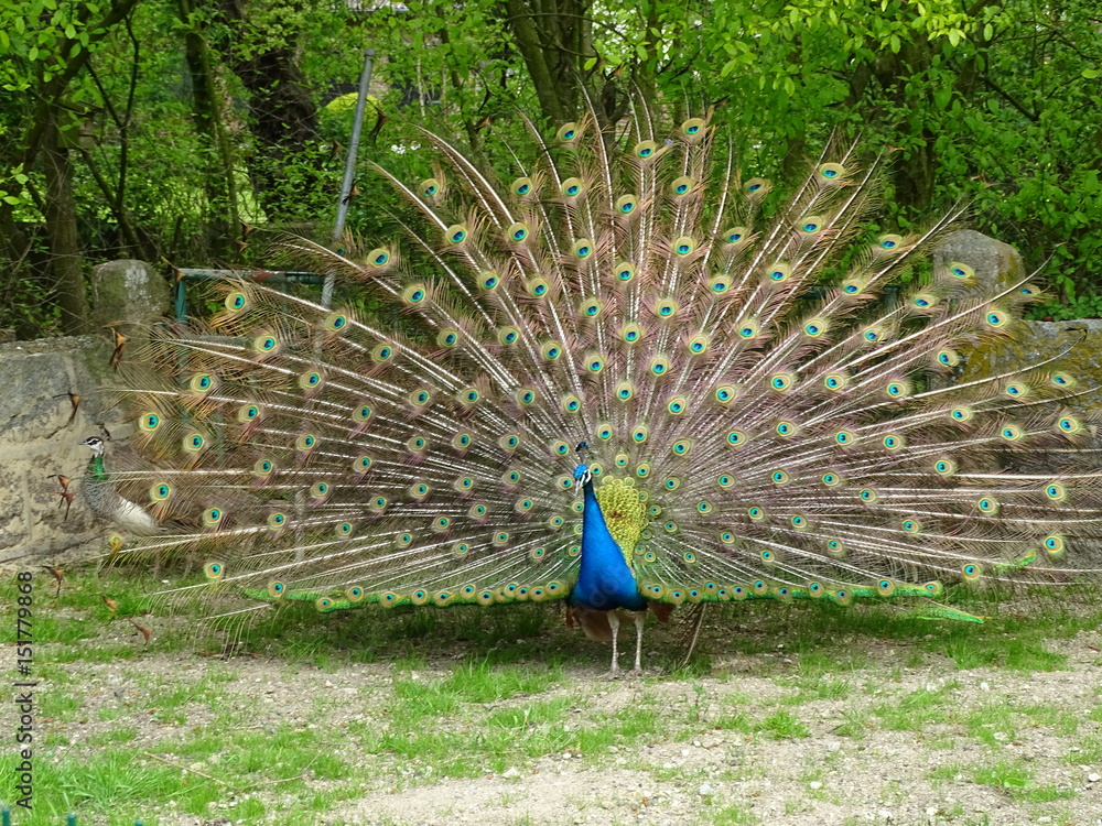 fritz StockFoto Adobe Stock