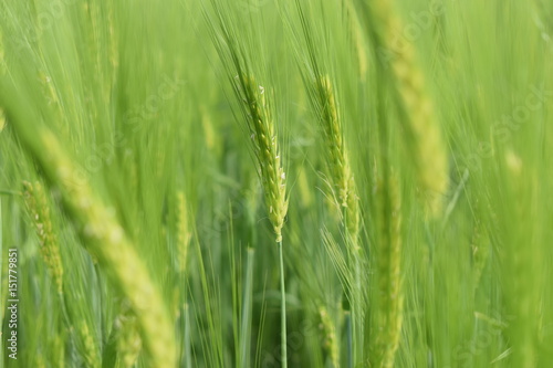  Agricultural plantation