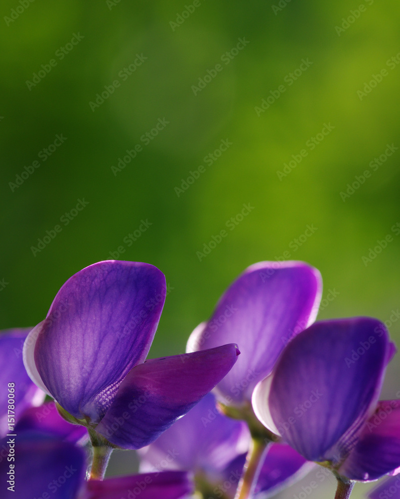 flower on green background