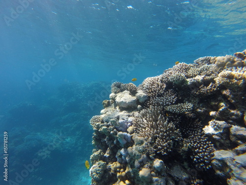 Red sea  egypt  israel  recreation  karall reef  underwater fairy tale  diving  water wealth  fish  nature 