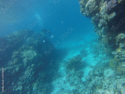 Red sea  egypt  israel  recreation  karall reef  underwater fairy tale  diving  water wealth  fish  nature 