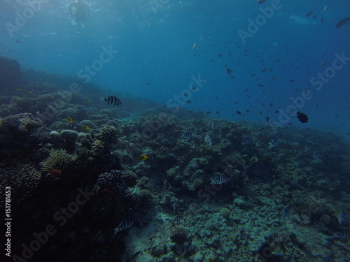 Red sea, egypt, israel, recreation, karall reef, underwater fairy tale, diving, water wealth, fish, nature,