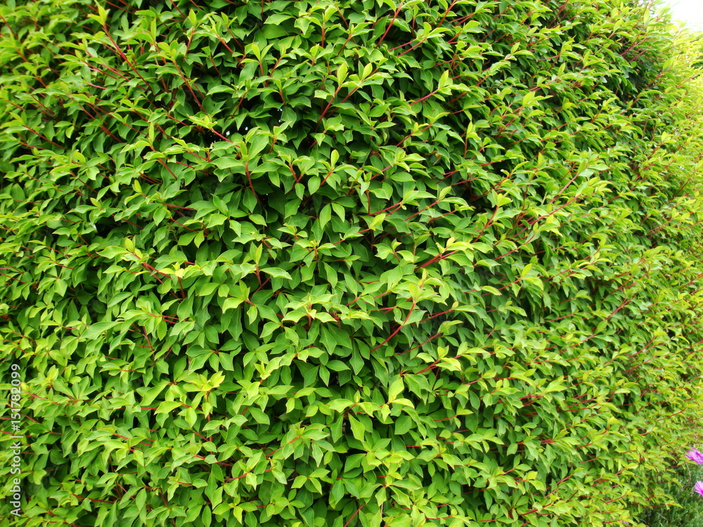 Obraz premium 満天星ツツジの生垣