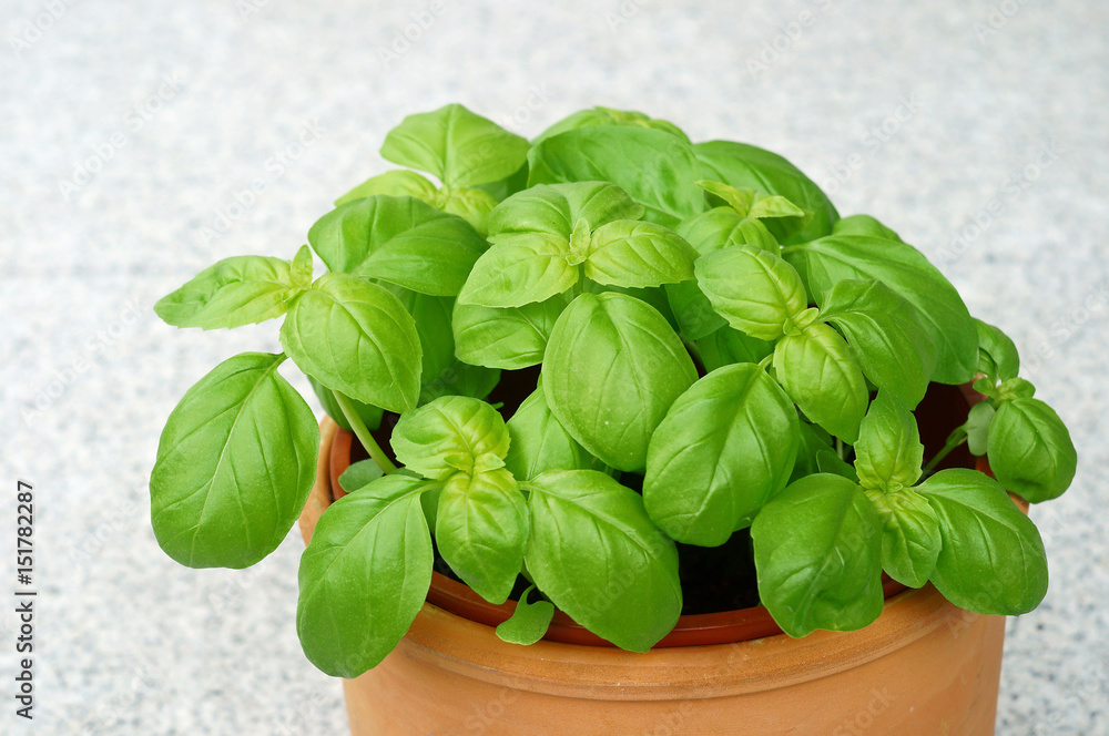 basil - ocimum basilicum basil - ocimum basilicum