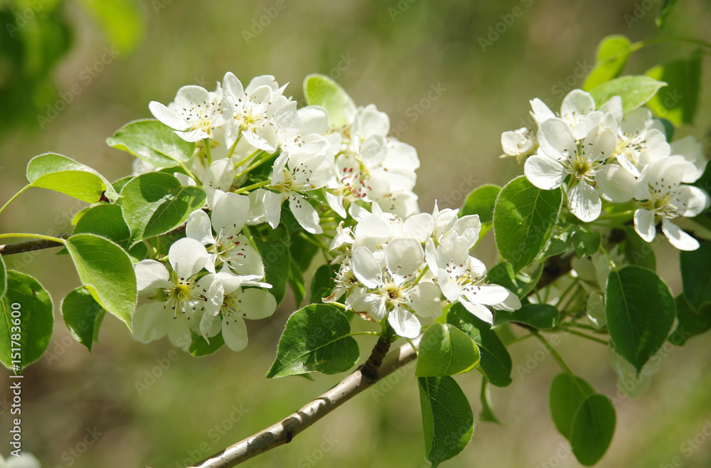 Fototapeta premium Blooming branch of pear tree in spring