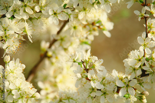 Blooming tree in spring time