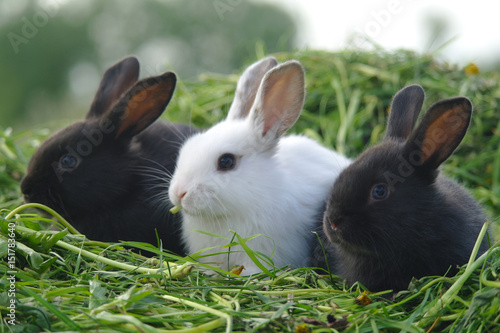 Wallpaper Mural Black and white baby rabbits on green grass Torontodigital.ca