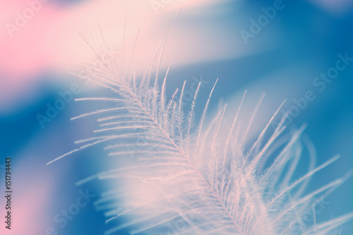 Rose feather on blue background