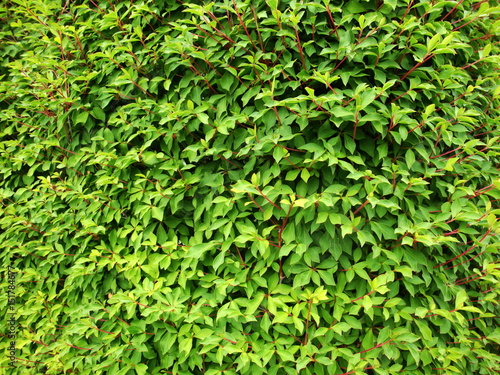 Wallpaper Mural 満天星ツツジの生垣 Torontodigital.ca