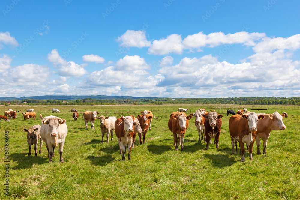 Cattle standing and watching in a pasture in summer
