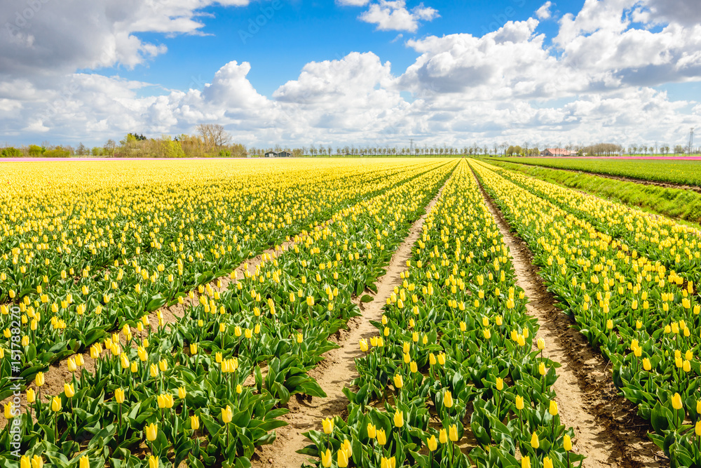 Yellow colored tulip fields in the spring season. Yellow colored tulip fields in the spring season.