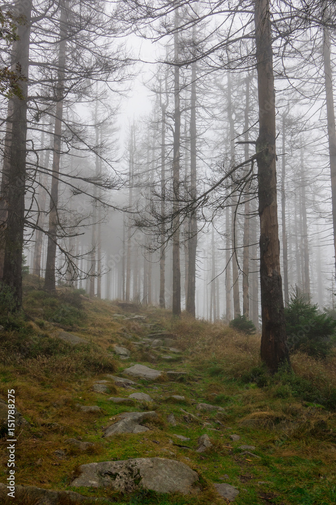 The old and autumn forest in Harz, Germany The old and autumn forest in Harz, Germany