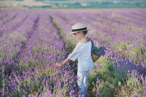 Girl in a straw hat in a field of lavender with a basket of lavender. A girl in a lavender field. Girl with a bouquet of lavender.