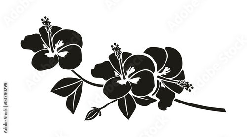 Schwarze Silhouette eine Hibiskus Blume photo