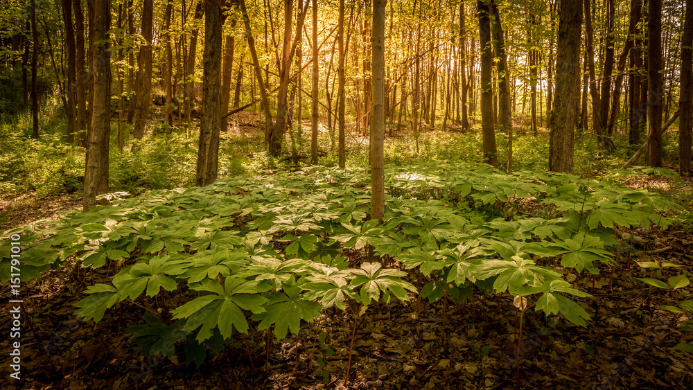 Fototapeta premium Colony of mayapples on an early spring morning with dew